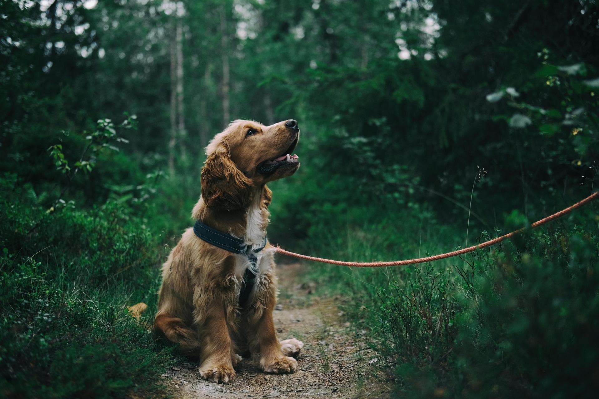 Specialist Vets in Fairbanks
